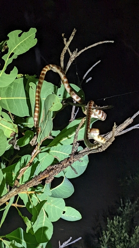 Brown Tree Snake sighting