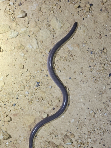 Dark-spined Blind Snake sighting