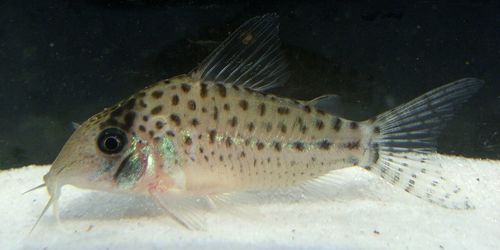 Corydoras lamberti