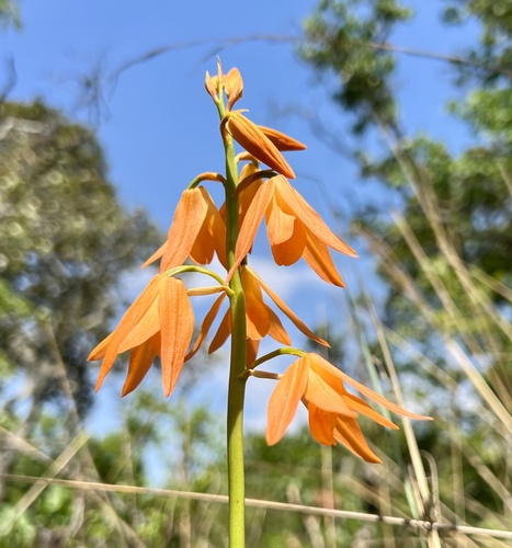 Orthochilus aurantiacus