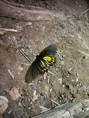 Common Birdwing