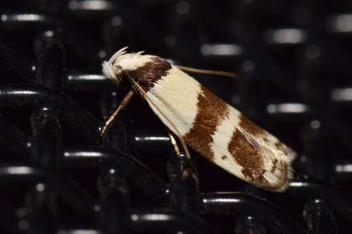 Eulechria triferella (Walker, 1864)