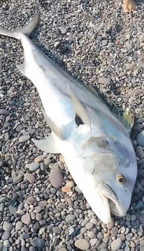 Roosterfish (Nematistius pectoralis)