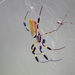 Banded Orbweavers - Photo (c) patrickc, all rights reserved