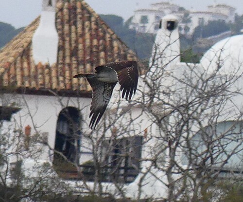 Avistamiento Águila pescadora (Marismas Tinto-Odiel)