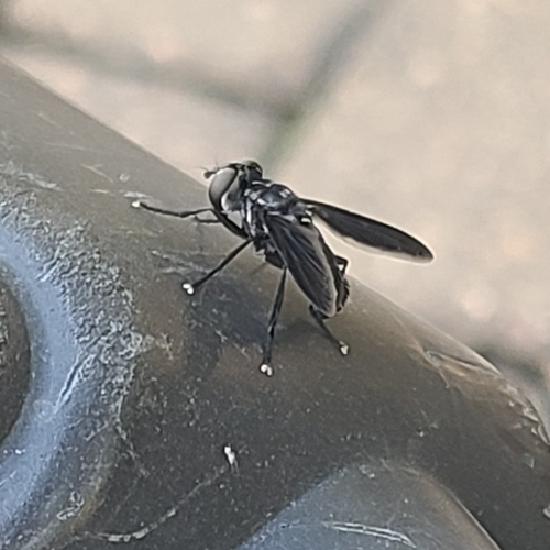 Unknown species found near Creekside Park, The Woodlands, TX, USA