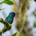 Blue-headed Hummingbird - Photo (c) Essy_J, all rights reserved, uploaded by Essy_J