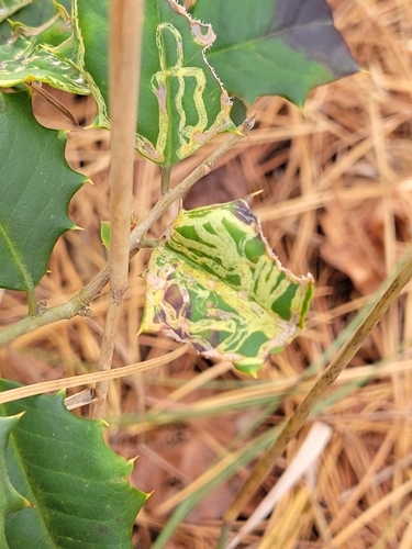 Unknown species found near Sussex County, US-DE, US