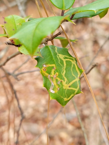 Unknown species found near Sussex County, US-DE, US