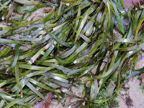 Zostera asiatica