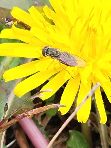 Unknown species found near Sussex County, US-DE, US
