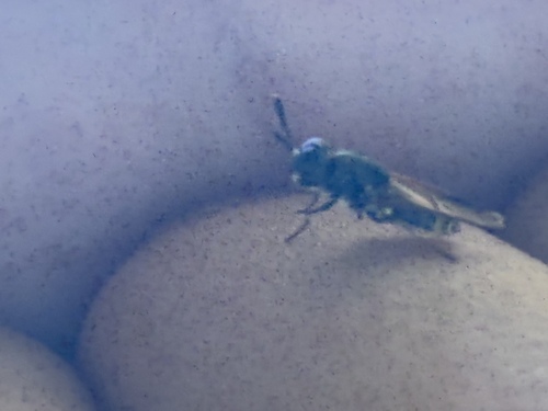 Unknown species found near Garner State Park, Concan, TX, US