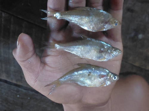 Mola Carplet