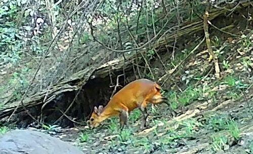 Red-flanked Duiker