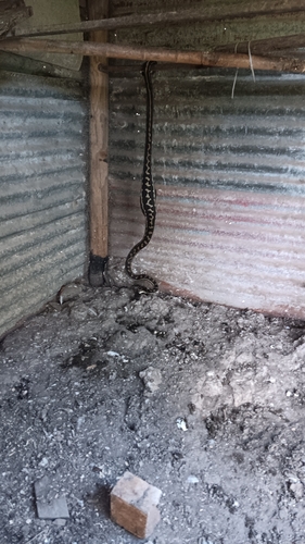 Coastal Carpet Python sighting