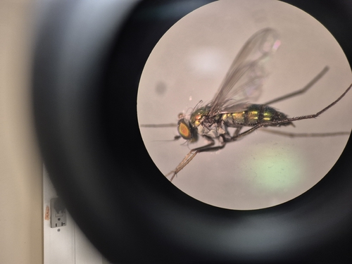 Unknown species found near Alamo Heights, San Antonio, TX, USA