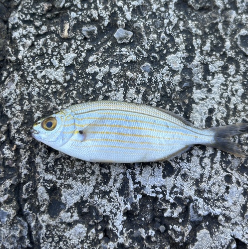 Sarpa salpa