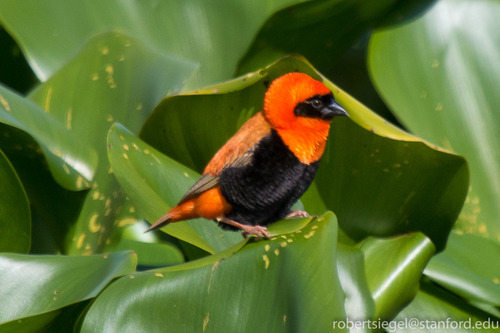 Southern Red Bishop