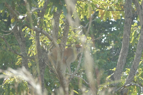 Western Patas Monkey