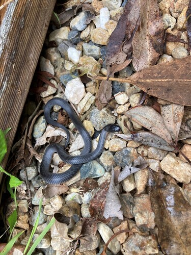 Eastern Small-eyed Snake sighting