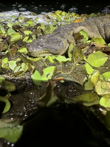 Arafura File Snake sighting