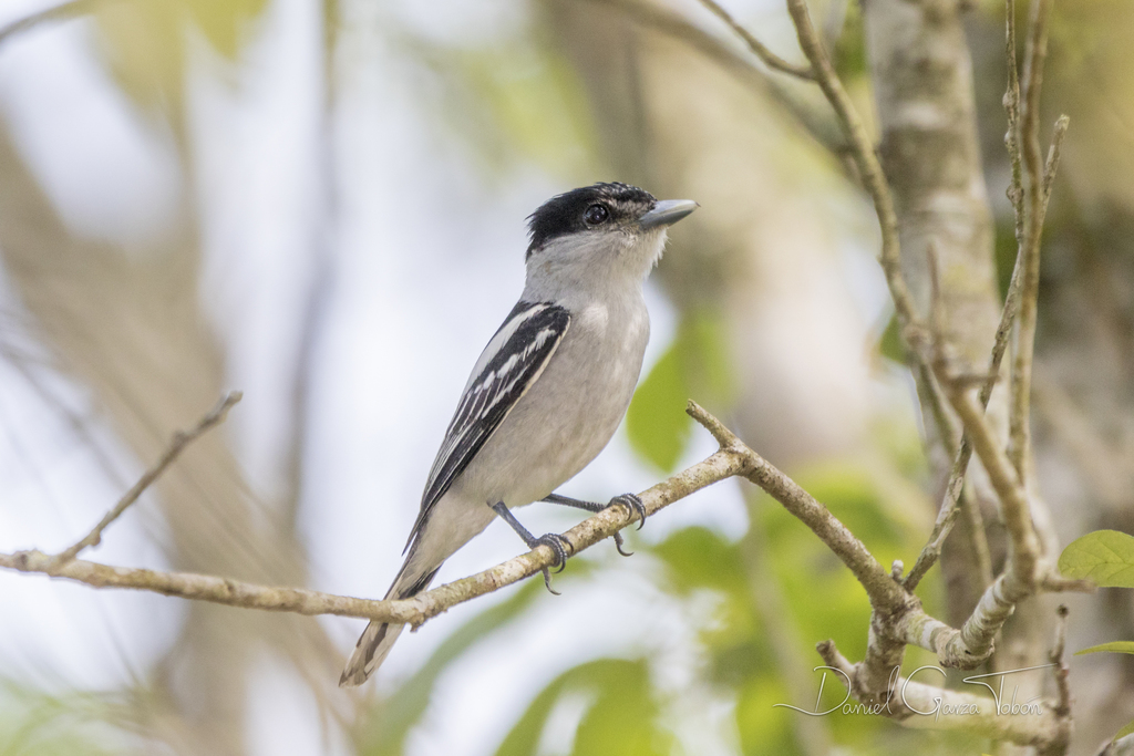 Gray-collared Becard photo