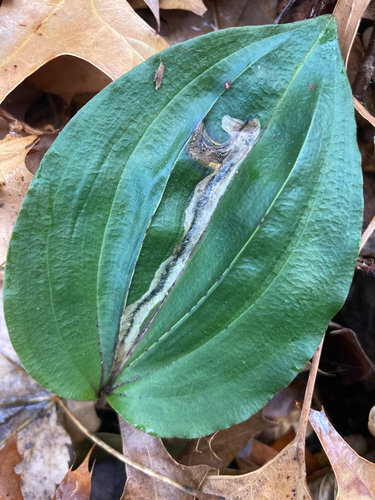 Unknown species found near Asheville, NC, US