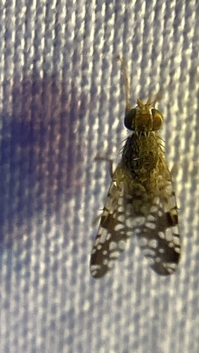 Unknown species found near Holly Grove Dr, Fort Worth, TX, US
