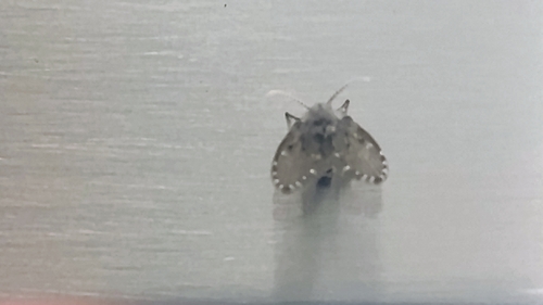 Unknown species found near Regent at S Prospect, Madison, WI 53726, USA