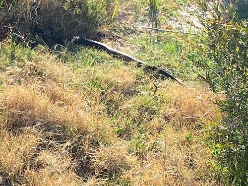 Red-bellied Black Snake sighting