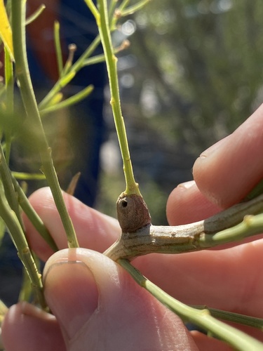 Unknown species found near Chisholm Trail Skate Park, Fort Worth, TX, US