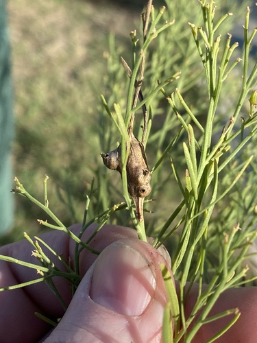 Unknown species found near Chisholm Trail Skate Park, Fort Worth, TX, US