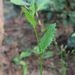Blumeopsis flava - Photo (c) Gulab Sahu, todos os direitos reservados, uploaded by Gulab Sahu