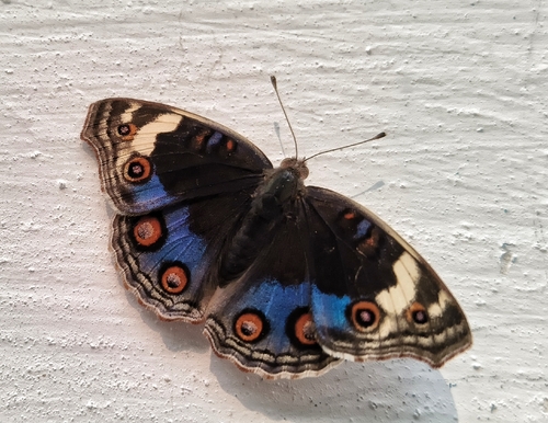 Blue Pansy