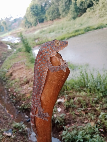 Tokay Gecko