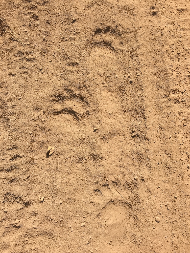 American Black Bear from Shasta-Trinity National Forest, Mount Shasta ...