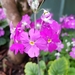 Fairy Primrose - Photo (c) Leo Huang, all rights reserved, uploaded by Leo Huang