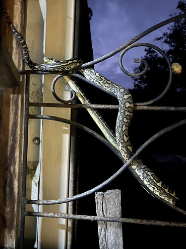 Coastal Carpet Python sighting