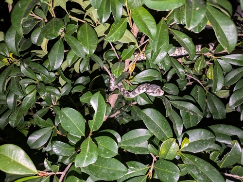 Jungle Carpet Python sighting