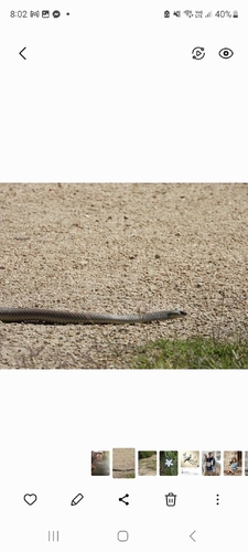 Eastern Brown Snake sighting