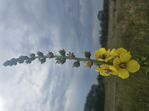 Wand Mullein