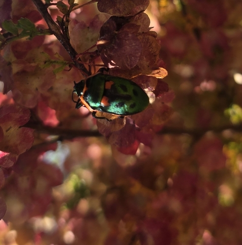 Metallic Shield Bug
