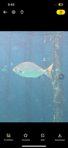 Brassy Drummer — seen at this dive site