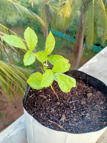 Cluster Bean (Cyamopsis psoraloides)