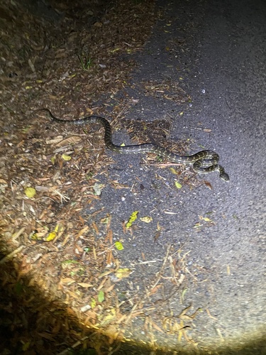 Coastal Carpet Python sighting