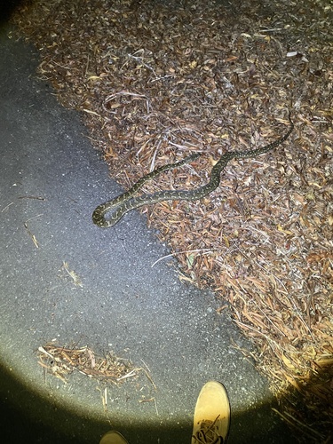 Coastal Carpet Python sighting