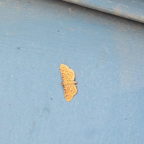 Red-Spotted Sweetpotato Moth