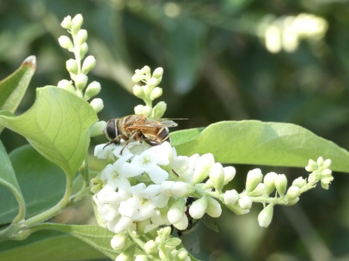 Unknown species found near National Butterfly Center, 3333 Butterfly Pk Dr, Mission, TX 78572, USA