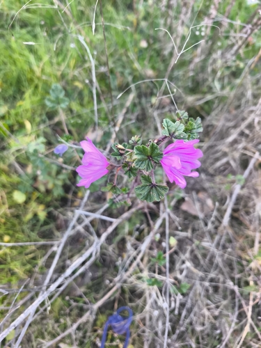 Common Mallow