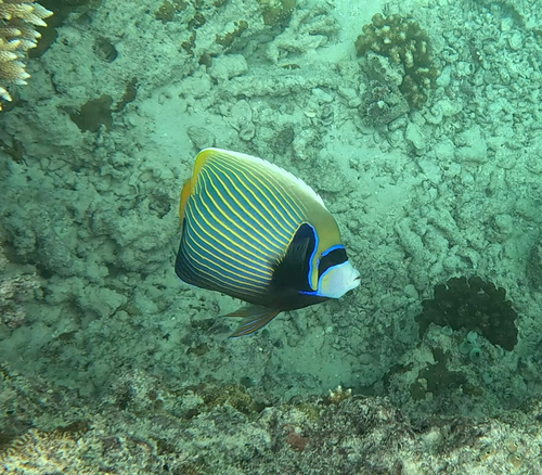 Pomacanthus imperator